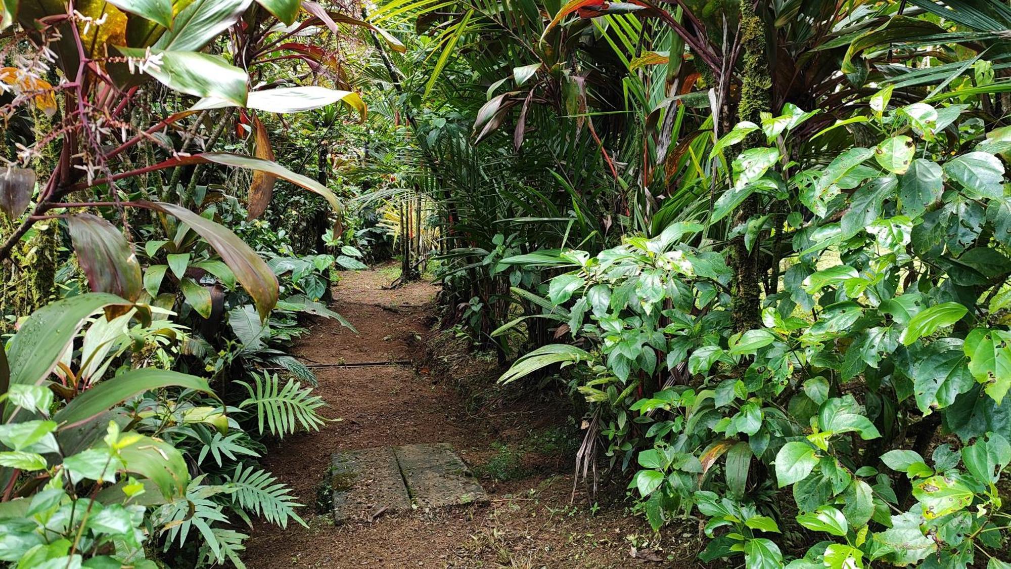 Rio Celeste Nature View Upala المظهر الخارجي الصورة