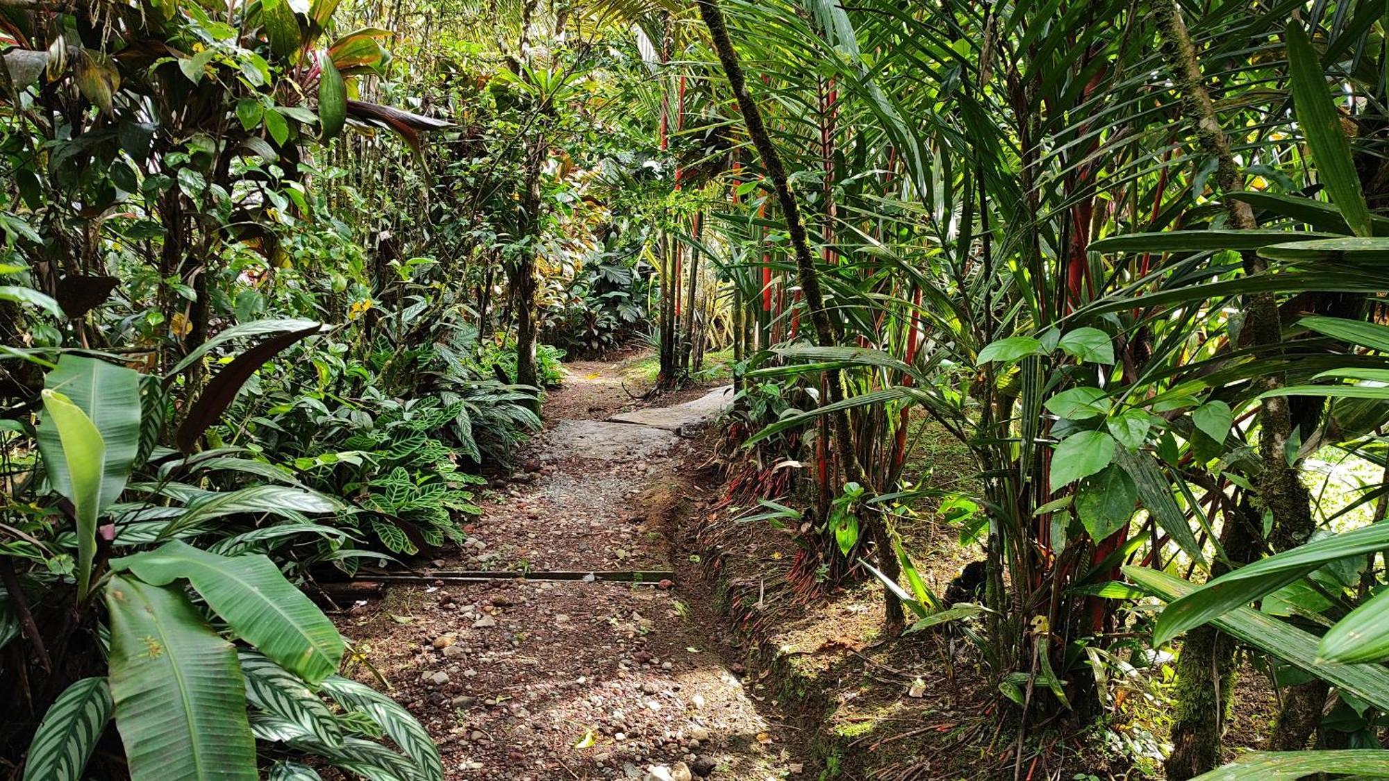 Rio Celeste Nature View Upala الغرفة الصورة